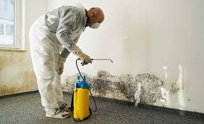 Trusted Statesville, NC Mold Removal Services Experts